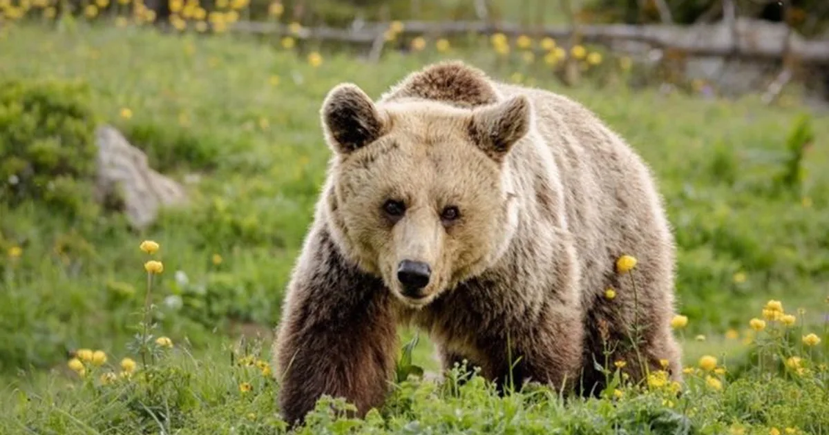 Exposition QUATRE PATTES – Zoo de la Garenne