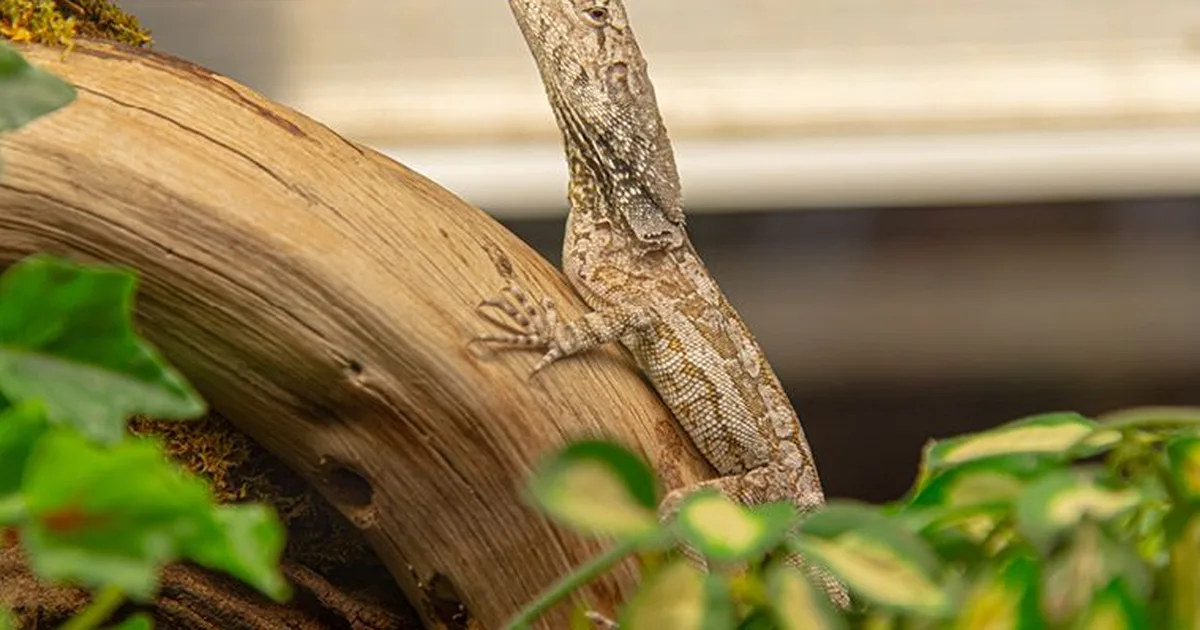 Reptiles Expo – Fribourg