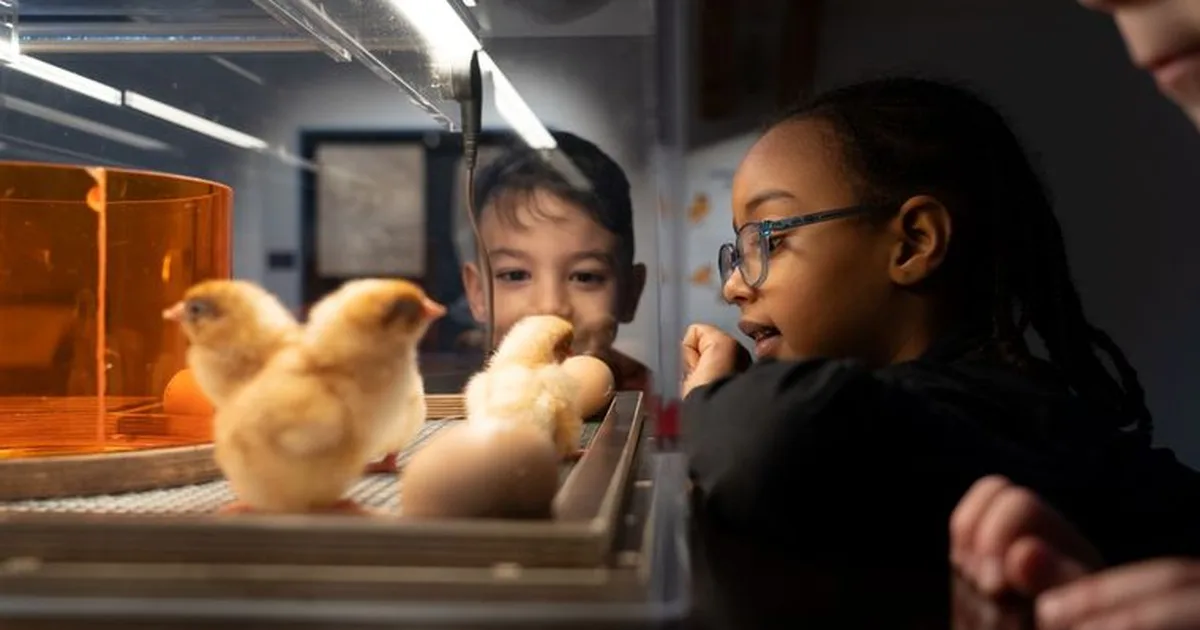 Les poussins sont de retour au MHN de Fribourg