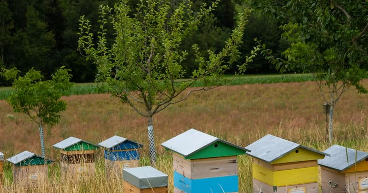 Balade autour du Miel – près de Lausanne